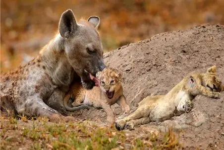 مستند حیات وحش؛ مهر سرنگونی کفتار به توله های شیر