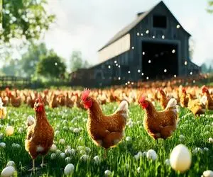 کارخانه حیوانات؛ با تزریق هورمون گاو کاری کردن مرغ لاجون روزی 50 تا تخم بزاره