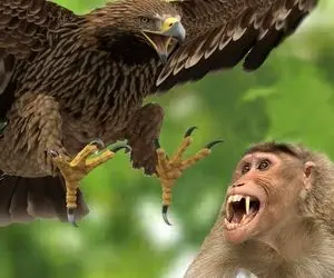 از جذابیت های حیات وحش؛ عقاب سنگدل وحشیانه به میمون حمله کرد؛ چقدر بی رحمانه میخورتش!