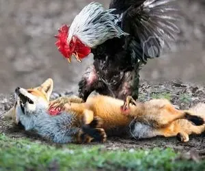 مستند حیات وحش؛ روباه ساده لوح نمیدونه خروس کونگ فو کار مردونه پای ناموسش وایمیسه