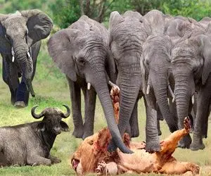 شاهکار حیات وحش؛ فیل ددمنش شیر شریری که بوفالو رو زخمی کرد رو شرحه شرحه کرد