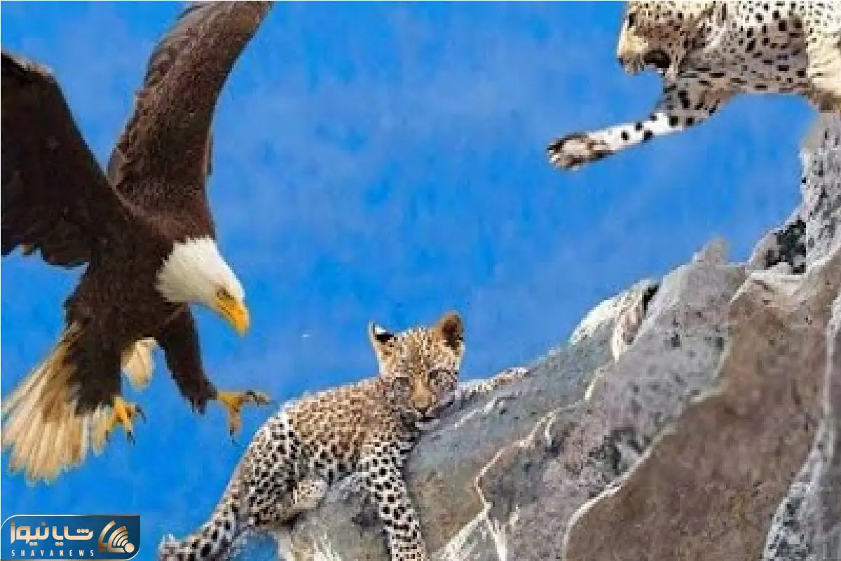 مستند حیات وحش / عقاب سفاک توله یوز دد را به چنگال کشید مادر ماند و دردش