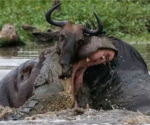 مستند حیات وحش؛ تمساح قدرتمند گاو رو از پوزه اش جر وا جر میکنه