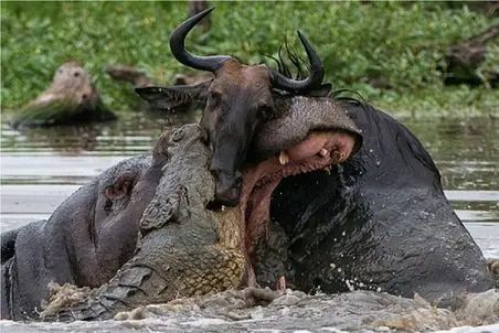 مستند حیات وحش؛ تمساح قدرتمند گاو رو از پوزه اش جر وا جر میکنه