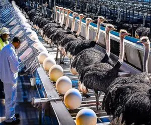 فرآوری شترمرغ؛ برای تولید مواد نو از گوشت و پر شترمرغ تو سلاخخونه به استثمار میگیرنش