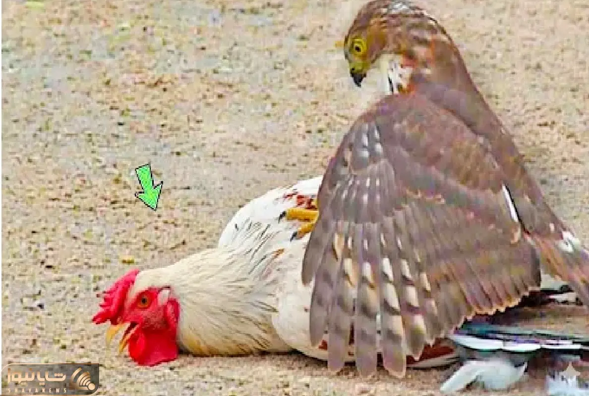 شاهکار حیات وحش؛ جنگ چنگ به چنگ خروس غیرتی و عقاب برای حفظ خانواده