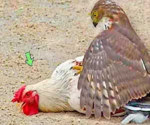 شاهکار حیات وحش؛ جنگ چنگ به چنگ خروس غیرتی و عقاب برای حفظ خانواده