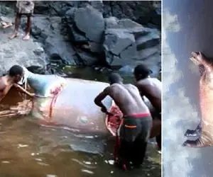 سلاخی های رعب آور؛ سیاهان تنومند ریختن سر اسب آبی مرده و لاشه باد کردش رو قورمه کردن