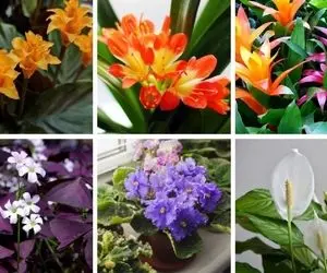 گیاهان آپارتمانی مقاوم مخصوص خانه ی تاریک همراه با صاحبی که حوصله آبیاریشان را ندارد