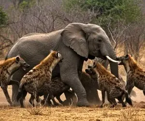 بدایع حیات وحش؛ فیل به دنبال آرامش بود تا زایمان کنه اما دسته کفتارها نگذاشتن