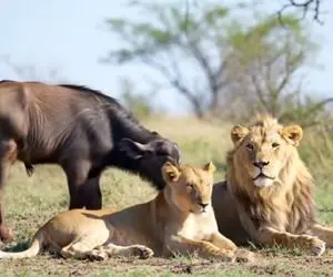 بدایع حیات وحش؛ بوفالویی که شیرها نمی خورنش که هیچ لیسش هم می زنن