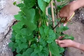 کاشت و برداشت خانگی؛ چوب هارو به خالت خیمه ای به هم چسبونده روشون اسفناج کاشته