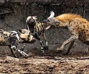 شاهکار حیات وحش؛ سگ خونخوار و کفتار درنده سر یه لاشه تیکه تیکه کردن خودشونو