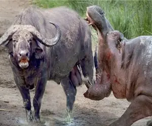 بر مدار وحش؛ روانپریشی اسب آبی با ورود بوفالو به قلمروش