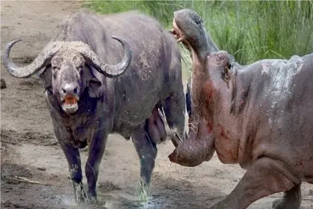 بر مدار وحش؛ روانپریشی اسب آبی با ورود بوفالو به قلمروش
