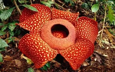 آن روی طبیعت وحشی؛ این گل بوی جنازه میده! 