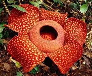 آن روی طبیعت وحشی؛ این گل بوی جنازه میده! 