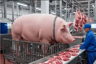 فرآوری خوک / خوک لجن زیست حرومی انداختن دستگاه استیک شد درجه 1 صادراتی