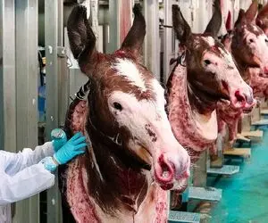 فرآوری الاغ؛ الاغ رو بعد 50 سال بهره کشی با هواپیما برد سلاخونه واسه گردن زنی
