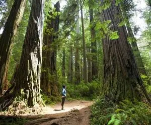 شگفتی های طبیعت؛ پارک ملی ردوود تو آمریکا که منزلگاه کبیر ترین درخت های دنیاست