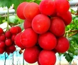 کشاورزی نوین؛ تو ژاپن با تکنیک به روز ژن انگور رو اصلاح کردن هر دونش شده اندازه گردو