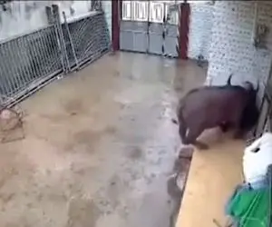 صحنه دلخراش؛ گاومیشی که تو طویله بیرحمانه افتاد به جون پیرمرد بخت برگشته فقط ناله هاش