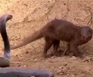 مستند حیات وحش؛ جنگ بقا میان مانگوس دد و مار کبری