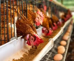 کارخانه حیوانات؛ مرغ های حنایی رو با تزریق بارور میکنن تو 12 ساعت 10 بار تخم میذاره