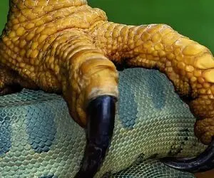 شاهکار حیات وحش / چه کسی در  نبرد حماسی عقاب و پیتون در صدر خواهد بود؟