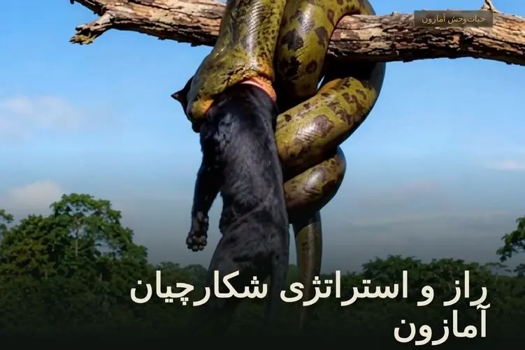 مستند حیات وحش؛ استراتژی شگفت انگیز شکارچیان آمازون