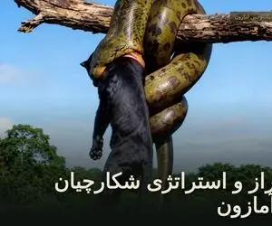 مستند حیات وحش؛ استراتژی شگفت انگیز شکارچیان آمازون