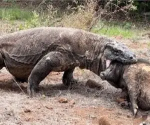 مستند حیات وحش / حمله اژدهای کومودو و بلعیدن طعمه‌ لاجون در حالی که می جنبد