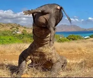 مستند حیات حش؛ خوک شکم گنده تو گلو اژدهای کومودو گیر کرد