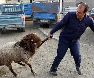 قیمت دام زنده ۸ آبان ۱۴۰۳ اعلام شد/ غلتک بازار دام به کار افتاد