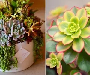 راهنمای نگهداری از ساکولنت / نکات ساده اما مهم برای مراقبت از گیاه مینیاتوری زیبا