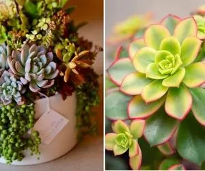 راهنمای نگهداری از ساکولنت / نکات ساده اما مهم برای مراقبت از گیاه مینیاتوری زیبا