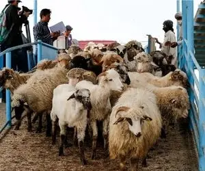 قیمت دام زنده امروز ۱ مرداد ۱۴۰۴ + جدول