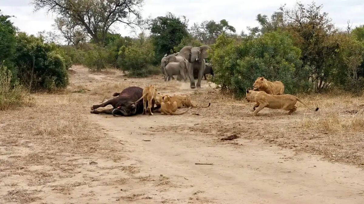 Elephants unhappy about lions killing buffalo