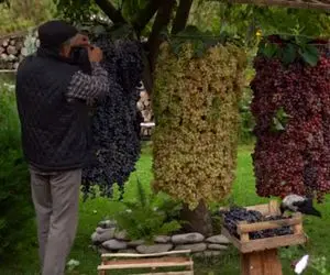 کشاورزی نوین؛ انگور کاشتن هر خوشش شده اندازه یه لوستر که از درخت آویزون