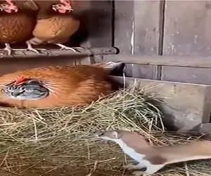 حیات وحش جذاب؛ گربه خودشو مرغ کرده تخم دزد رو پاره پوره کنه