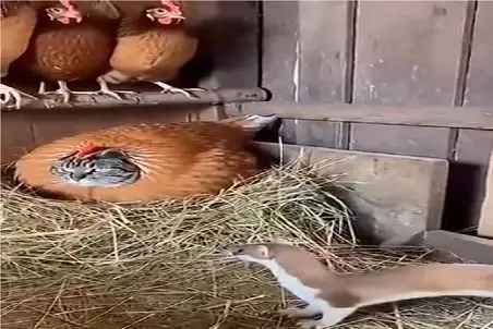 حیات وحش جذاب؛ گربه خودشو مرغ کرده تخم دزد رو پاره پوره کنه