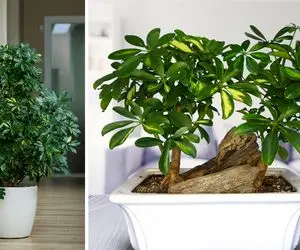 دلایل اصلی ریزش برگ های شفلرا؛ یه گل همیشه سبز با برگ های خوشگل چرمی