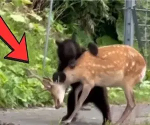 مستند حیات وحش/ چپاول گری خرس آزمند از آهو یتیم مونده