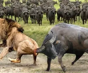 شاهکار حیات وحش؛ گاومیش شقی با شاخ رون پای شیر رو سوراخ کرد تا کفتارها بخورنش