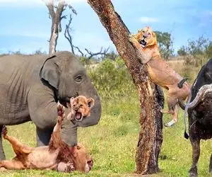 بدایع حیات وحش؛ فیل دد شد کلانتر جنگل برا نجات بچه بوفالو دهن شیر سفاک جر داد