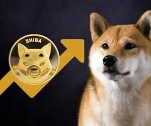 خبری انفجاری برای شیبااینو!!