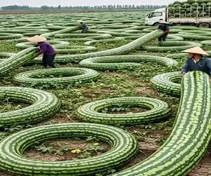 کشاورزی نوین؛ هندونه دایره ای پرورش دادن شکل تیوپ سر و تهش بهم وصله