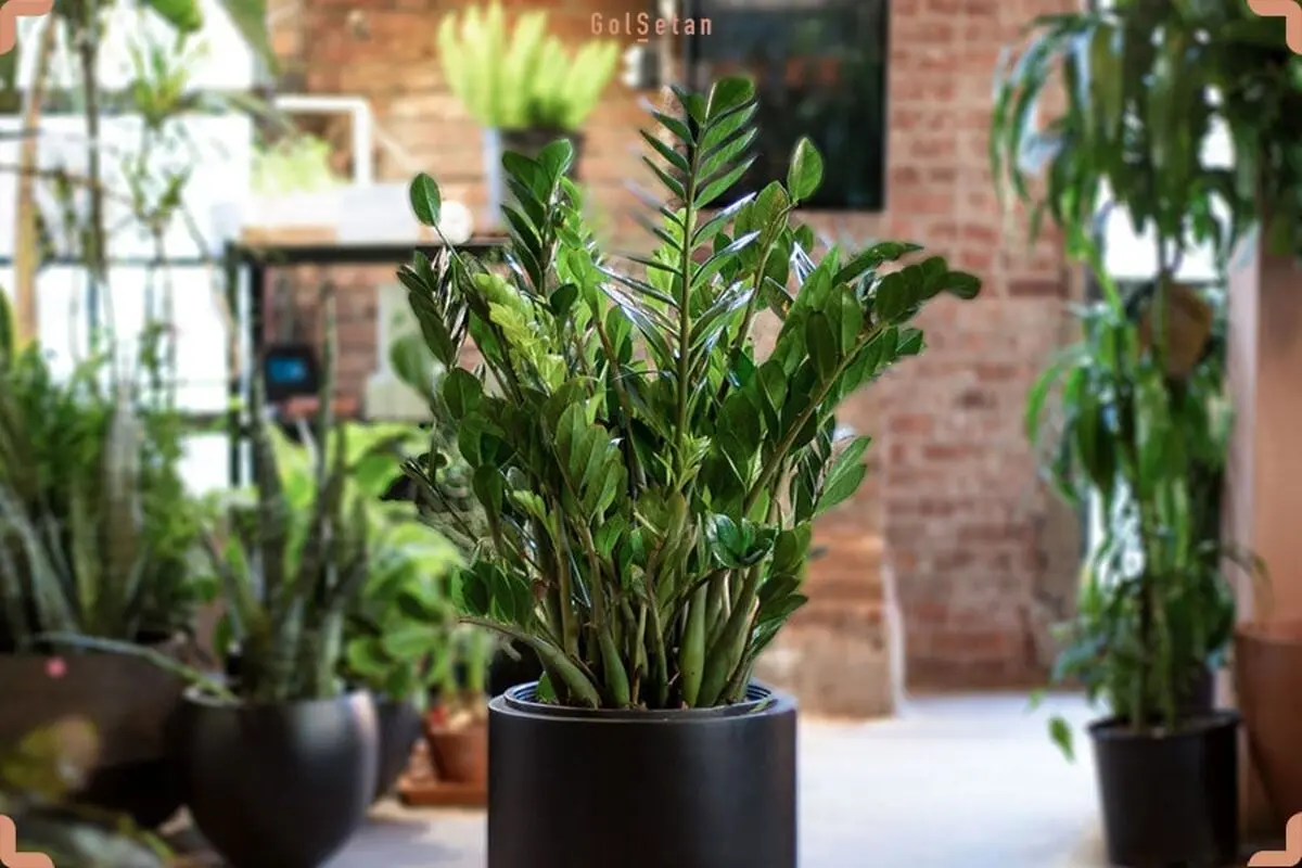 zz-plant-with-black-pot-min