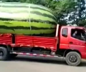 کشاورزی نوین؛ ۵۰۰ کیلو هندونه رو چهارتایی برداشتن زیرش له شدن