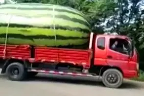 کشاورزی نوین؛ ۵۰۰ کیلو هندونه رو چهارتایی برداشتن زیرش له شدن